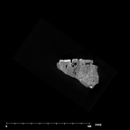 SK 15 Hominin mandible internal