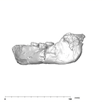 SK 15 Hominin mandible lateral left side