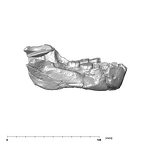 SK 15 Hominin mandible lateral right side