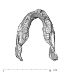 SK 15 Hominin mandible