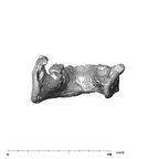 SK 15 Hominin mandible posterior