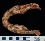 SK 15 Paranthropus robustus inferior photo