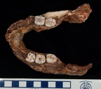 SK 15 Paranthropus robustus superior photo