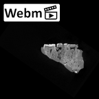 SK 15 Hominin mandible ct stack movie