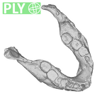 SK 15 Hominin mandible ply