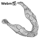 SK 15 Hominin mandible ply movie