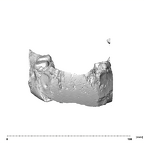 SK 15 Hominin mandible dentition anterior