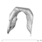 SK 15 Hominin mandible dentition inferior