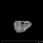 SK 15 Hominin mandible dentition internal