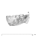 SK 15 Hominin mandible dentition lateral left