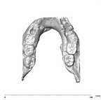 SK 15 Hominin mandible dentition