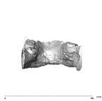 SK 15 Hominin mandible dentition posterior
