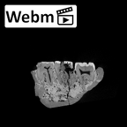 SK 15 Hominin mandible dentition ct stack movie