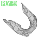 SK 15 Hominin mandible dentition ply