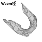 SK 15 Hominin mandible dentition ply movie