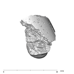 SK 16.SK 1591 Paranthropus robustus partial left maxilla apical