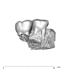 SK 16.SK 1591 Paranthropus robustus partial left maxilla buccal