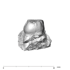 SK 16.SK 1591 Paranthropus robustus partial left maxilla distal