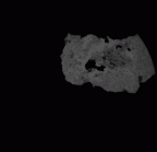 SK 16.SK 1591 Paranthropus robustus partial left maxilla gif