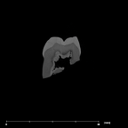 SK 16.SK 1591 Paranthropus robustus partial left maxilla internal ULM1