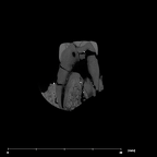 SK 16.SK 1591 Paranthropus robustus partial left maxilla internal ULM2