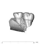 SK 16.SK 1591 Paranthropus robustus partial left maxilla lingual