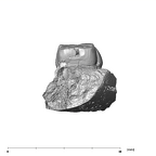 SK 16.SK 1591 Paranthropus robustus partial left maxilla mesial