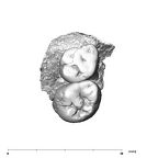 SK 16 + SK 1591 P. robustus partial left maxilla