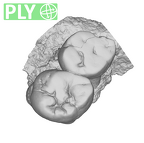 SK 16.SK 1591 Paranthropus robustus partial left maxilla ply