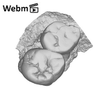 SK 16.SK 1591 Paranthropus robustus partial left maxilla ply movie