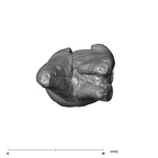 SK 17 Paranthropus robustus URM1 apical