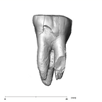 SK 17 Paranthropus robustus URM1 buccal