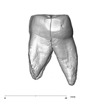 SK 17 Paranthropus robustus URM1 distal