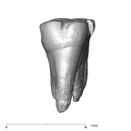 SK 17 Paranthropus robustus URM1 lingual