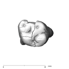 SK 17 Paranthropus robustus URM1 occlusal