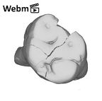 SK 17 Paranthropus robustus URM1 ply movie