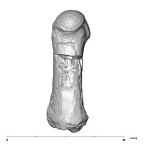 SK 1813 Paranthropus robustus first right metatarsal dorsal