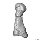 SK 1813 Paranthropus robustus first right metatarsal lateral