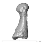 SK 1813 Paranthropus robustus first right metatarsal medial