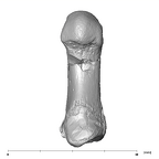 SK 1813 Paranthropus robustus first right metatarsal plantar