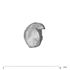 SK 1813 Paranthropus robustus first right metatarsal proximal