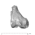 SK 1896 Paranthropus robustus right femur anterior