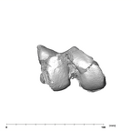 SK 1896 Paranthropus robustus right femur distal