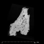 SK 1896 Paranthropus robustus right femur internal