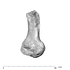 SK 1896 Paranthropus robustus right femur lateral