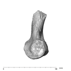 SK 1896 Paranthropus robustus right femur medial