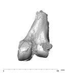 SK 1896 Paranthropus robustus right femur posterior