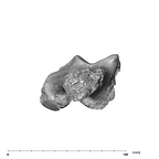 SK 1896 Paranthropus robustus right femur proximal