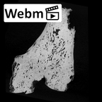 SK 1896 Paranthropus robustus right femur ct stack movie