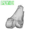 SK 1896 Paranthropus robustus right femur ply